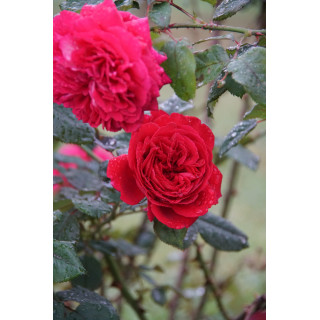 Rosier Générosa® -  L'Ami des Jardins® - ©Roses Guillot®