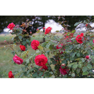 Rosier Générosa® -  L'Ami des Jardins® - ©Roses Guillot®