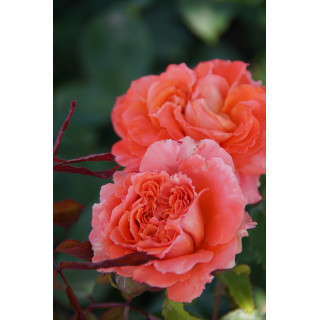Rosier Guillot® Générosa® -  Emilien Guillot® - ©Roses Guillot®