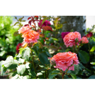 Rosier Guillot® Générosa® -  Emilien Guillot® - ©Roses Guillot®