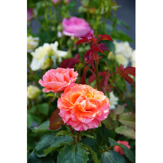 Rosier Guillot® Générosa® -  Emilien Guillot® - ©Roses Guillot®