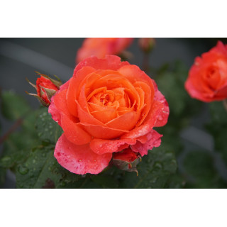 Rosier Guillot® Générosa® -  Emilien Guillot® - ©Roses Guillot®