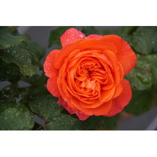 Rosier Guillot® Générosa® -  Emilien Guillot® - ©Roses Guillot®