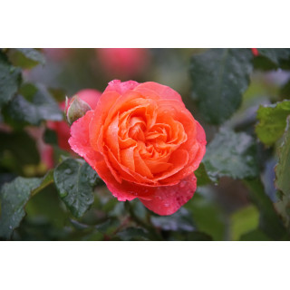 Rosier Guillot® Générosa® -  Emilien Guillot® - ©Roses Guillot®