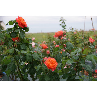 Rosier Guillot® Générosa® -  Emilien Guillot® - ©Roses Guillot®