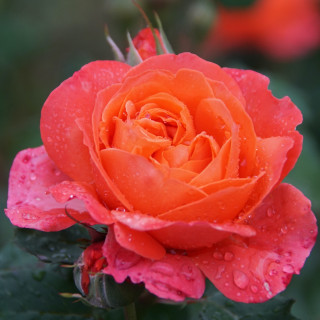 Rosier Guillot® Générosa® -  Emilien Guillot® - ©Roses Guillot®
