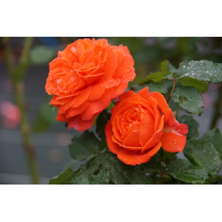 Rosier Guillot® Générosa® -  Emilien Guillot® - ©Roses Guillot®