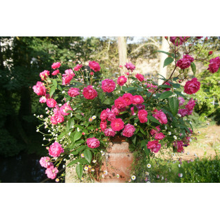 Rosier Terre des Roses® - Demitasse® - ©Roses Guillot®