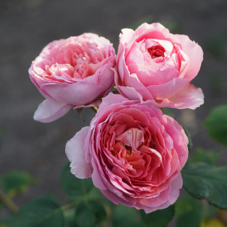 Rosier Guillot® Générosa® - Rose Amandine Chanel®