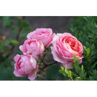Rosier Guillot® Générosa® - Rose Amandine Chanel®