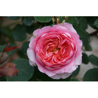 Rosier Guillot® Générosa® - Rose Amandine Chanel®
