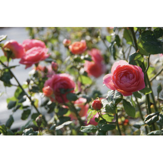 Rosier Guillot® Générosa® - Rose Amandine Chanel®