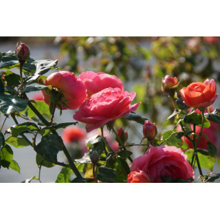 Rosier Guillot® Générosa® - Rose Amandine Chanel®