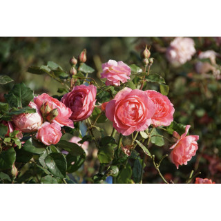 Rosier Guillot® Générosa® - Rose Amandine Chanel®