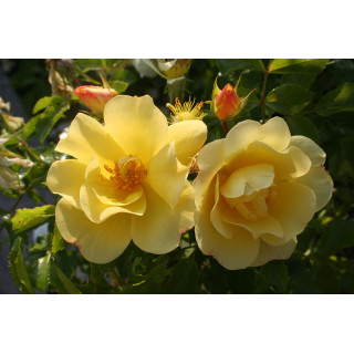 Fleurs Celina® Tige