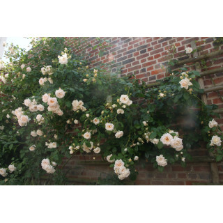 Rosier Grimpant Générosa® - Martine Guillot® - ©Roses Guillot®