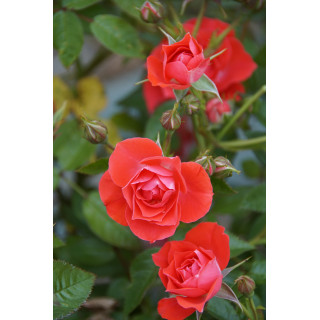 Terre des Roses® - Honneur et Agriculture®- ©Roses Guillot®