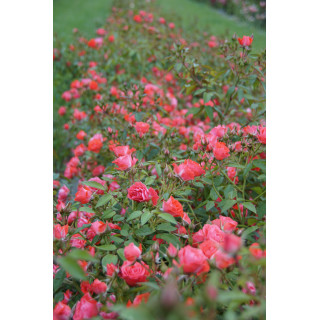Terre des Roses® - Honneur et Agriculture®- ©Roses Guillot®