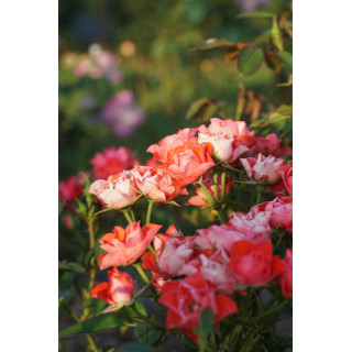 Terre des Roses® - Honneur et Agriculture®- ©Roses Guillot®