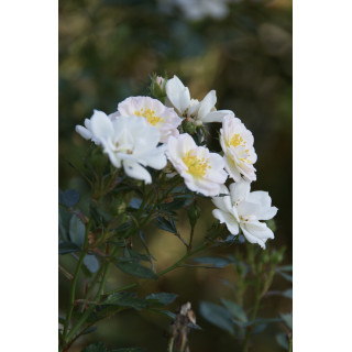 Rosa Bonheur® - Rosier Terre des Roses® -  Guillot®
