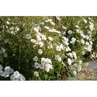 Rosa Bonheur® - Rosier Terre des Roses® -  Guillot®