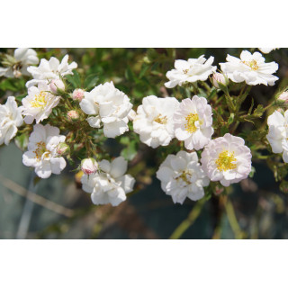 Rosa Bonheur® - Rosier Terre des Roses® -  Guillot®