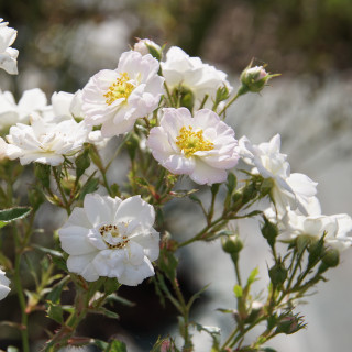 Rosa Bonheur® - Rosier Terre des Roses® -  Guillot®