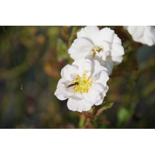 Rosa Bonheur® - Rosier Terre des Roses® -  Guillot®