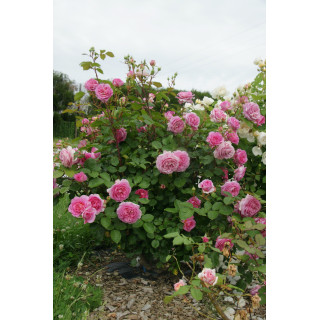 Rosier Générosa® - Roses en Baie - ©Roses Guillot®