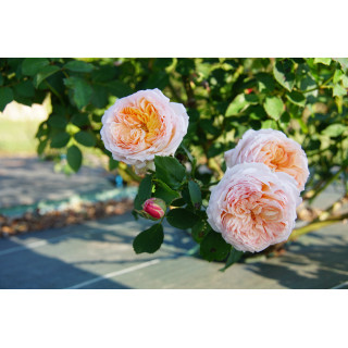 Rosier Guillot® Générosa® - Charles de Nervaux®