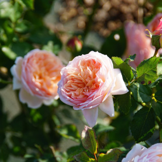 Rosier Guillot® Générosa® - Charles de Nervaux®