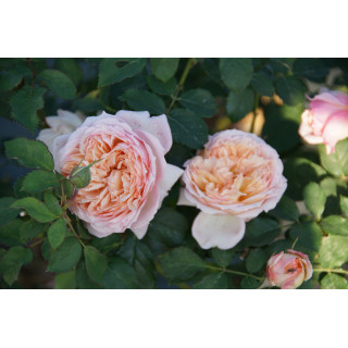 Rosier Guillot® Générosa® - Charles de Nervaux®