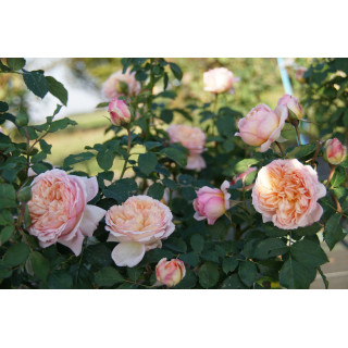 Rosier Guillot® Générosa® - Charles de Nervaux®