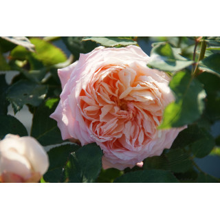 Rosier Guillot® Générosa® - Charles de Nervaux®
