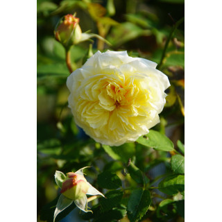 Rosier Générosa® - Nelson Monfort - ©Roses Guillot®