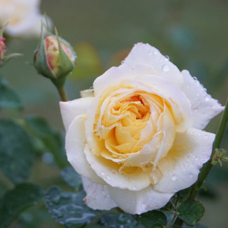 Rosier Générosa® - Nelson Monfort - ©Roses Guillot®