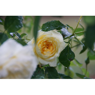 Rosier Générosa® - Nelson Monfort - ©Roses Guillot®