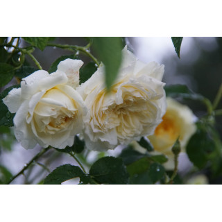 Rosier Générosa® - Nelson Monfort - ©Roses Guillot®