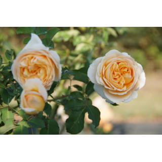 Rosier Générosa® - Odile Masquelier - ©Roses Guillot®
