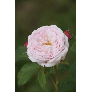 Rosier ancien Guillot® - Elisa Boëlle - ©Roses Guillot®