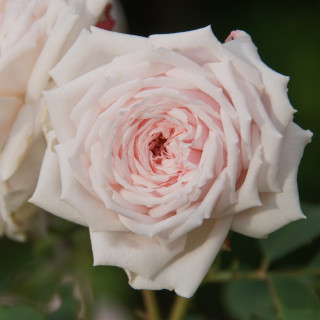 Rosier ancien Guillot® - Elisa Boëlle - ©Roses Guillot®