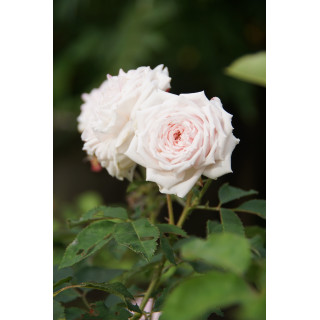 Rosier ancien Guillot® - Elisa Boëlle - ©Roses Guillot®