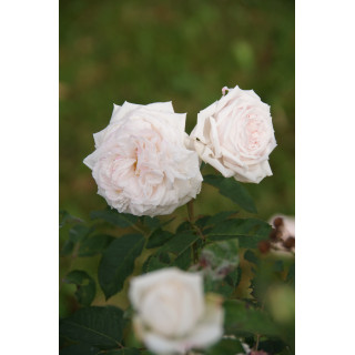 Rosier ancien Guillot® - Elisa Boëlle - ©Roses Guillot®