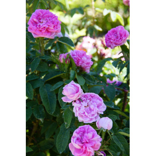 Rosier ancien Guillot - Parmentier - ©Roses Guillot®