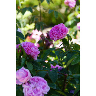Rosier ancien Guillot - Parmentier - ©Roses Guillot®