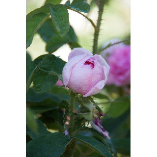 Rosier ancien Guillot - Parmentier - ©Roses Guillot®