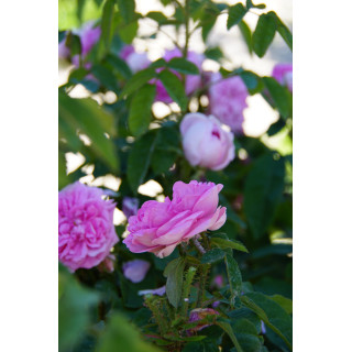 Rosier ancien Guillot - Parmentier - ©Roses Guillot®