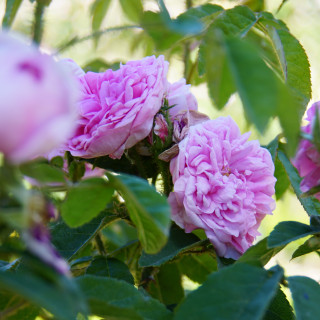 Rosier ancien Guillot - Parmentier - ©Roses Guillot®