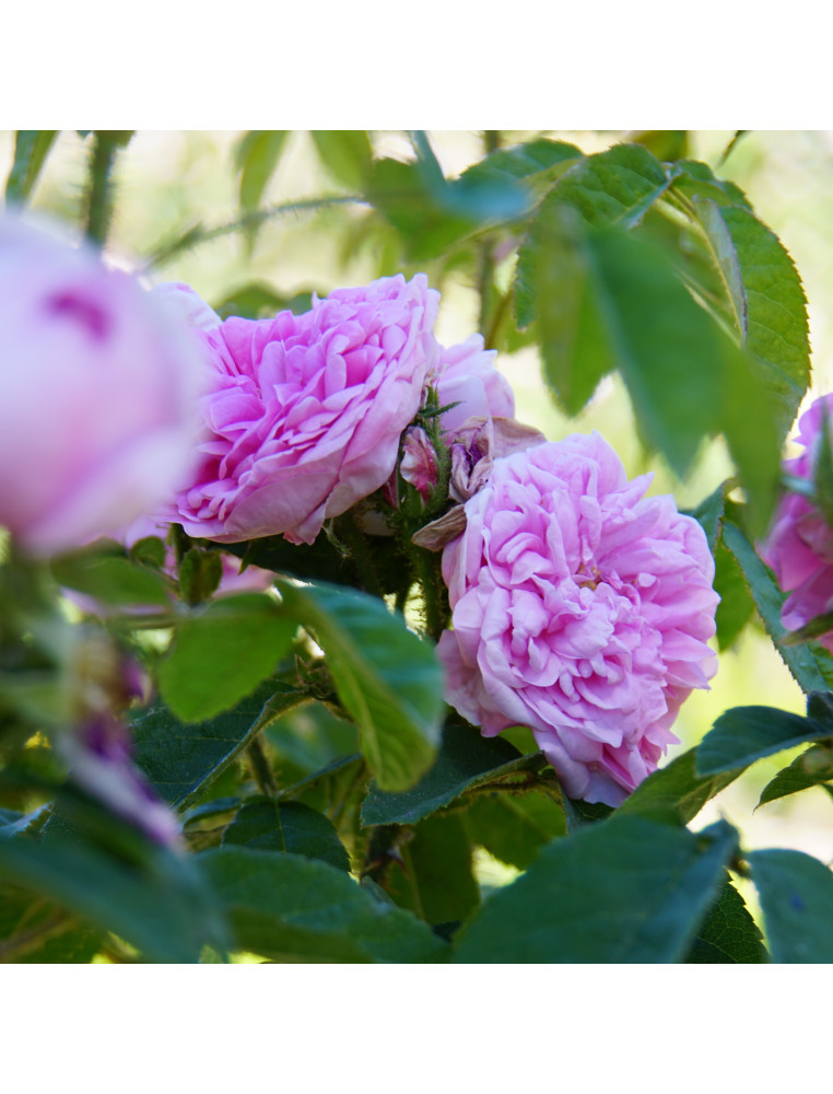 Rosier ancien Guillot - Parmentier - ©Roses Guillot®