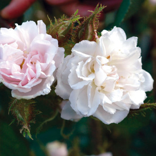 Rosier ancien - Quatre Saisons Blanc Mousseux - ©Roses Guillot® 